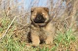CHOW CHOW 215